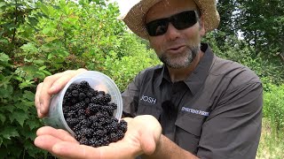 Simple preserves How to make blackberry Jam and Jelly [upl. by Leacock713]