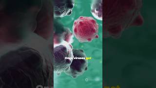 How Your Body Fights Viruses The Immune System Explained shorts learnew [upl. by Carlina]