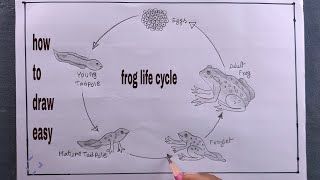 how to draw life cycle of a frog step by step [upl. by Shulman]