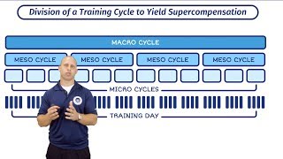 Macro Meso and Micro Cycles  Training Periodisation With Mike Zourdos  The SBS Academy [upl. by Colvin]