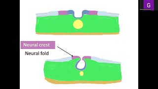 Lecture 2 General Embryology [upl. by Aivekal]