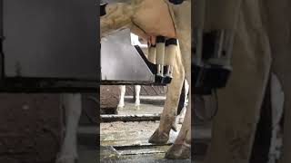 Robotic milking fullwood JOZ merlin M2 [upl. by Anoiuq]