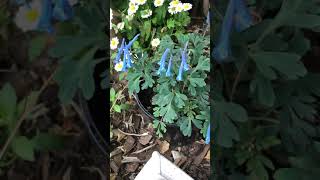 Corydalis ‘blue heron’ [upl. by Darryl]