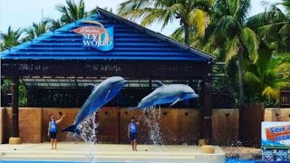 ushaka marine world dolphin show durban [upl. by Letnahs943]