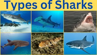 Types of Sharks  Learn Different types of sharks [upl. by Ahseya]