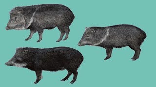 All Peccary Species  Species List [upl. by Alon]