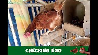 Checking egg in my chicken coop agripinoy27 likeandsubscribe minivlog [upl. by Aggappora128]