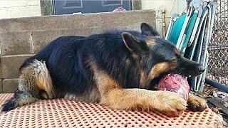 German Shepherd Eating Deer  Venison Mukbang [upl. by Shu]