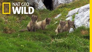 The Arctic Fox Looks For a Meal  Nat Geo Wild [upl. by Beutner]