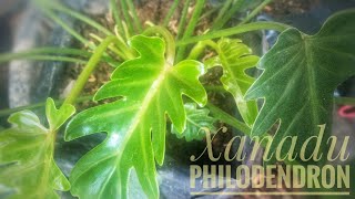 Xanadu Philodendron Propagation  Paano Magparami ng Xanadu Plant [upl. by Biagio]