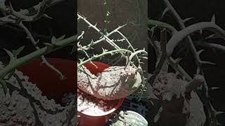 This is Adenia globosa double headsbonsai gardenplantsplant gardeningcaudexcaudexplantviral [upl. by Ajani]