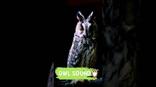 Owl Sound  Feel the Night shorts [upl. by Namyl]