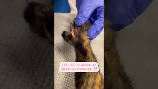 Polydactyl Cat’s Undetected Ingrown Nail Causes Serious Issues [upl. by Aicul]