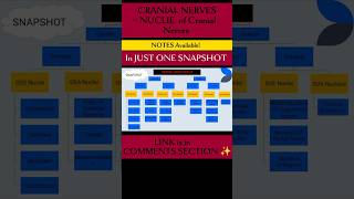 Cranial Nerves l Nucleus of Cranial NERVES ✨brainanatomy cranialnerves physiotherapyeducation [upl. by Flinn43]