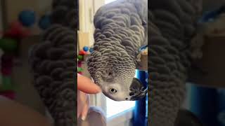 On me pose souvent la question ❓️ perroquet parrot cuteparrot cute [upl. by Haldas]