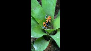 Ranitomeya imitator quotVaraderoquot Pair w Tadpole Cameo [upl. by Eveineg]