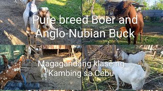 Pure breed Boer AngloNubian and upgraded goats  Farm visit sa isang backyard farm sa Cebu [upl. by Lyon]