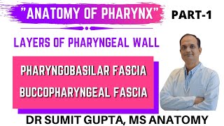 PHARYNX  LAYERS  PHARYNGOBASILAR FASCIA  BUCCOPHARYNGEAL FASCIA  ANATOMY [upl. by Asik]