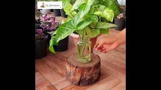 The Plantmaniacs Syngonium Podophyllum plant video [upl. by Colt]