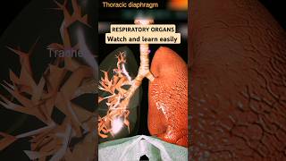 respiratory system anatomy👁️ studyhackseasylearninglearning hacks shortsshortsfeedveryuseful [upl. by Deidre785]