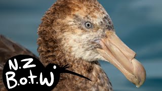 Northern giant petrel  New Zealand Bird of the Week [upl. by Arbas]