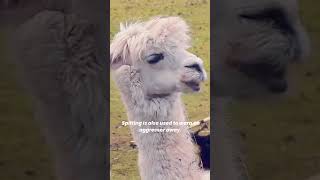 Why do llamas Spit Why Do Alpacas and Llamas Spit 1minuteknowledge [upl. by Lubbock]