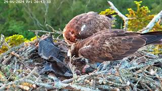 Poole Harbour Osprey Nest Camera  CJ7 amp 022 Dual Feeding Bob1 amp Bob2 [upl. by Inasah]