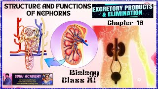 Structure and Functions of Nephorns  Chap  19  class11 biology neet education nephorns [upl. by Oos]