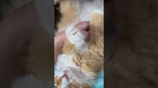 CAT PURRING SO SWEET cat cutecatsounds cute cuteecats [upl. by Ramsdell]