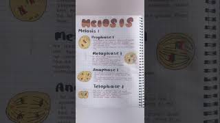 Meiosis 1 by medical 20 [upl. by Ayatahs]