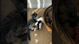 Cat Who Loves Stuffed Animals Gets A Real Sibling l The Dodo cat pets animals [upl. by Disario]