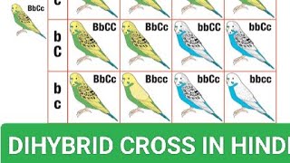 DIHYBRID CROSS l BIOLOGY lGENETICSl MENDELS LAW l GENOTYPE l PHENOTYPE l ALLELE l [upl. by Tia]