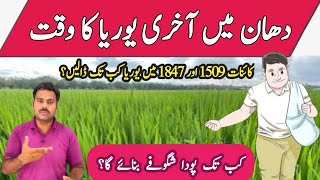 Last Urea fertilizer dose in rice field  Abid Ali Agrarian [upl. by Atterahs]