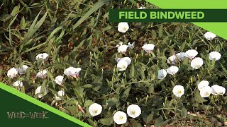 Weed of the Week 1092  Field Bindweed Air Date 31019 [upl. by Eikcuhc]