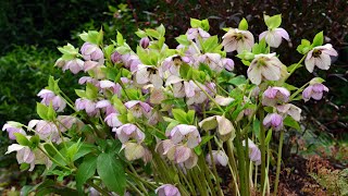 Hellebore or Lenten rose Helleborus x orientalis also known as Helleborus x hybridus [upl. by Flo]