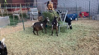 Goat Morning goatfarm babygoats goatmilk littlegoat goatproducts goatlove goatglitter [upl. by Feltie535]