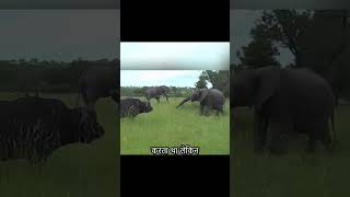 There was friction between the African buffalo and the elephant and the buffalo finally came back [upl. by Tran358]