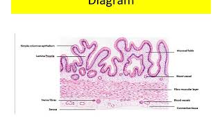 Histology of Gall Bladder [upl. by Ycul]