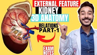 Kidney Anatomy 3D  external features of kidney anatomy relations  kidney external features anatomy [upl. by Dani]