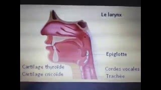 Mastication deglutition et motricité oesophage  Dr Astuce [upl. by Violette]