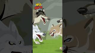 Wolf and Mountain Lion Showdown  Happy Halloween  Wild Kratts [upl. by Eziechiele770]