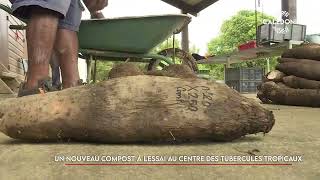 Un nouveau compost à l’essai au centre des tubercules tropicaux [upl. by Ialokin244]