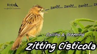 Zitting Cisticola  Zitting Cisticola Call  Cisticola Preening zittingcisticola BirdingGuRu [upl. by Annait]