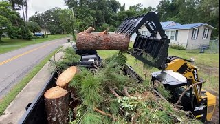 4 Pines and 1 Camphor Tree Removal [upl. by Erie897]