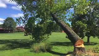 Tree Felling Compilation [upl. by Emorej740]