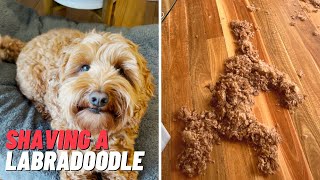 shaved Labradoodle before and after shorts labradoodle [upl. by Melody154]