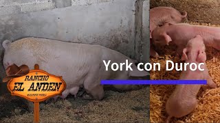 Cerditos york con duroc  Granja el Refugio [upl. by Nirihs53]