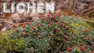 Introduction to Lichen Growth Forms Reproduction and Value [upl. by Helbonia]