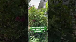 How to use a BAUER 20V Cordless Hedge Trimmer So light and it did a great job hedgetrimming [upl. by Haney]