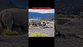 Lion King vs Rhino trending wildlife animals lion rhinoceros Rhinocerosrhino shorts short [upl. by Faber]